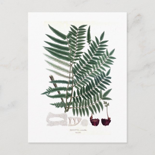 Fern Postcard (Front)