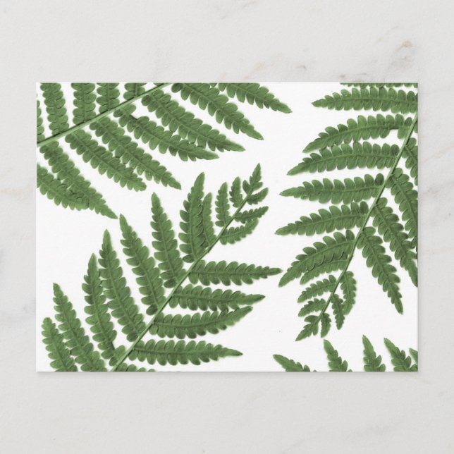 Fern Postcard (Front)