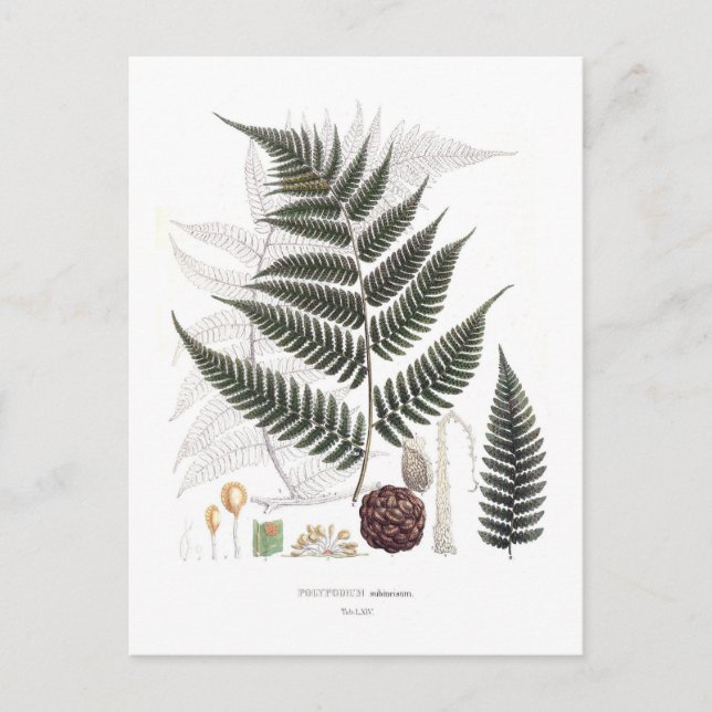 Fern Postcard (Front)