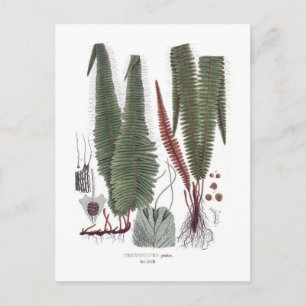 Fern Postcard