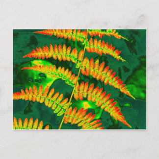 Fern Postcard