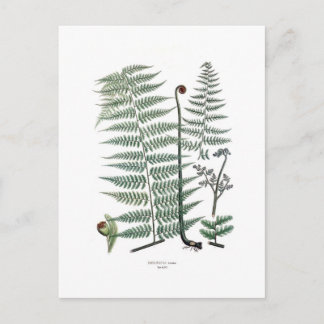 Fern Postcard