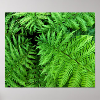 Fern Poster