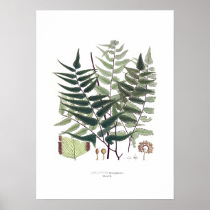 Fern Poster