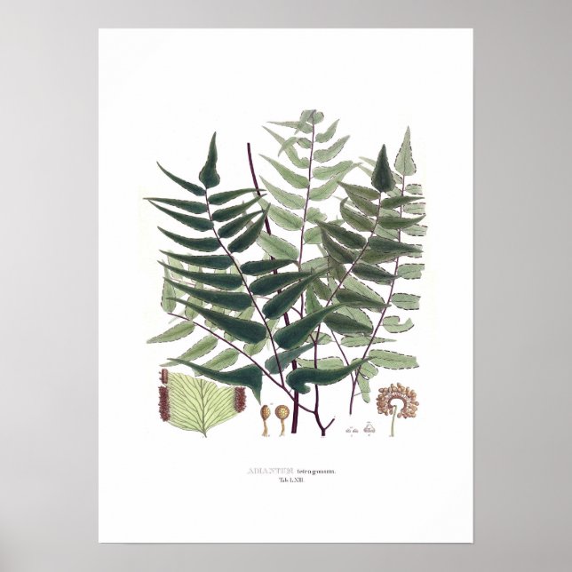 Fern Poster (Front)