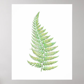 Fern Poster