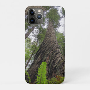 Fern Reaching To Sky Along Redwood's Swirled Bark iPhone 11 Pro Case