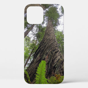 Fern Reaching To Sky Along Redwood's Swirled Bark iPhone 12 Case