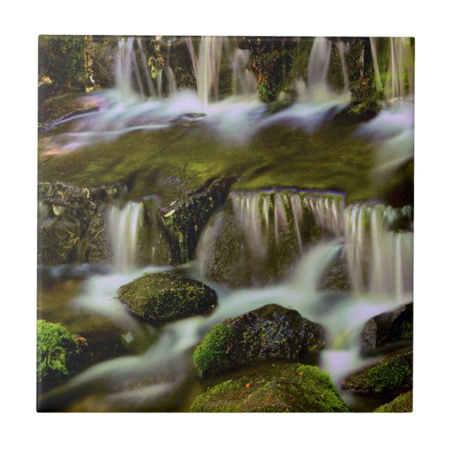 Fern Spring, Yosemite National Park, California Tile (Front)