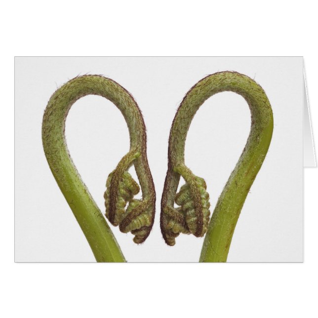 Fern sprouts 2 (Front Horizontal)