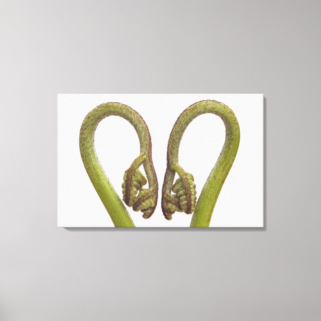 Fern sprouts 2 canvas print (Front)