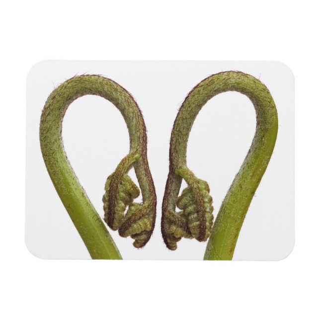 Fern sprouts 2 magnet (Horizontal)