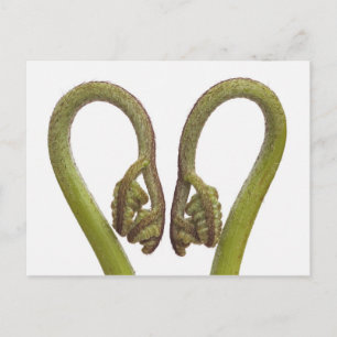 Fern sprouts 2 postcard
