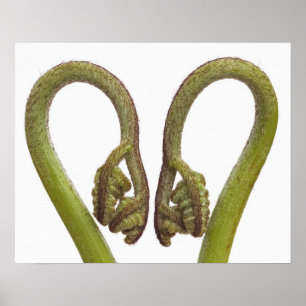 Fern sprouts 2 poster