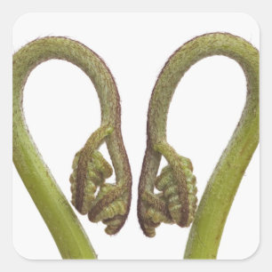 Fern sprouts 2 square sticker