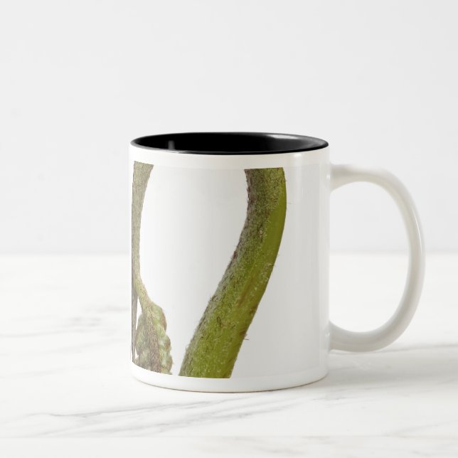 Fern sprouts 2 Two-Tone coffee mug (Right)