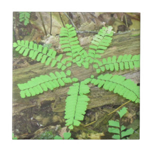 Fern Tile
