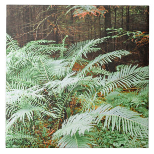 Fern Tropical Green Leaves Plant Woodland Foliage  Tile