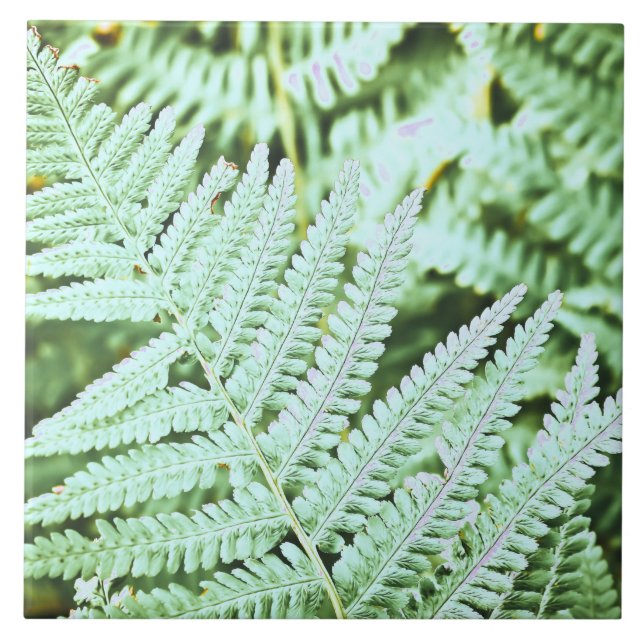 Fern Tropical Green Leaves Plant Woodland Foliage  Tile (Front)