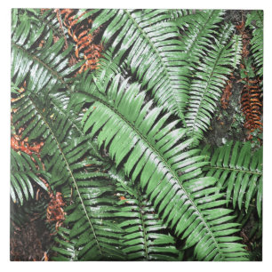 Fern Tropical Green Leaves Plant Woodland Foliage Tile