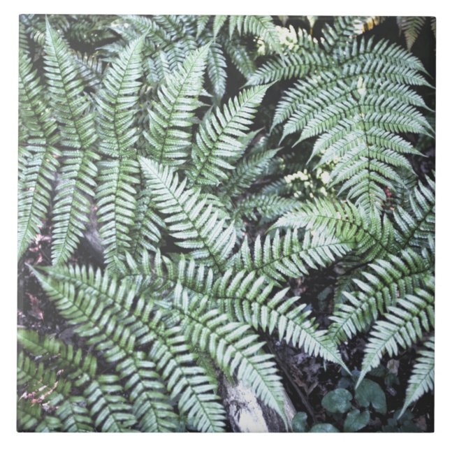 Fern Tropical Green Leaves Plant Woodland Foliage  Tile (Front)