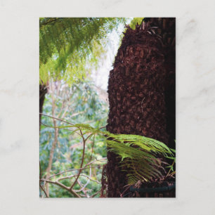 Fern Tropics Postcard