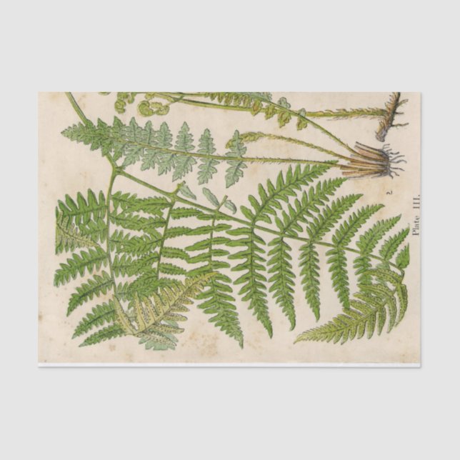 Fern Vintage Botanical Tissue Paper (Front)