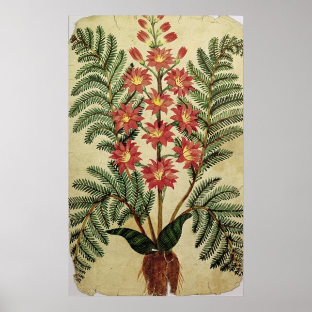 Fern with red and yellow flowers poster (Front)