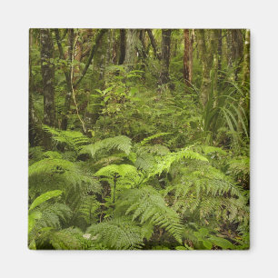 Ferns and native bush near Matai Falls, Catlins Magnet