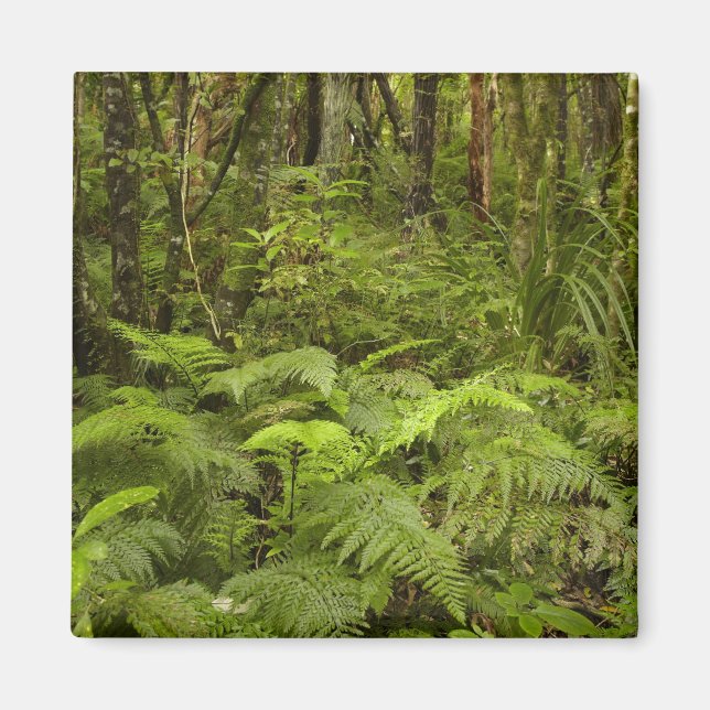 Ferns and native bush near Matai Falls, Catlins Magnet (Front)