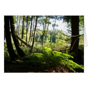 ferns at farr lake