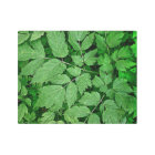 Ferns: Beauty in Nature: