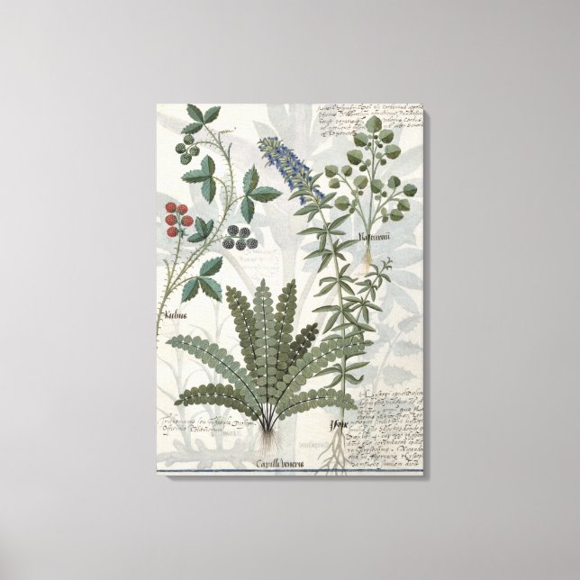 Ferns, Brambles and Flowers Canvas Print (Front)