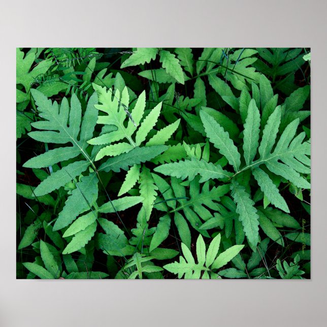 Ferns: Canvas-- Poster (Front)