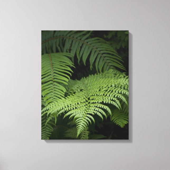 Ferns Canvas Print (Front)
