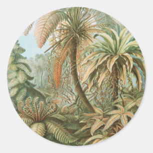Ferns, Filicinae Laubfarne by Ernst Haeckel Classic Round Sticker