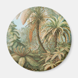 Ferns, Filicinae Laubfarne by Ernst Haeckel Magnet
