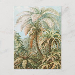 Ferns, Filicinae Laubfarne by Ernst Haeckel Postcard