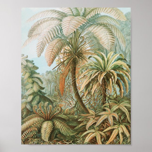 Ferns, Filicinae Laubfarne by Ernst Haeckel Poster (Front)