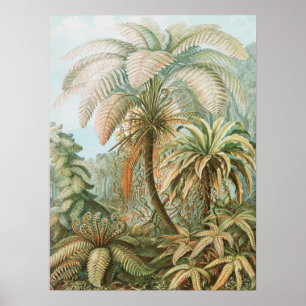 Ferns, Filicinae Laubfarne by Ernst Haeckel Poster
