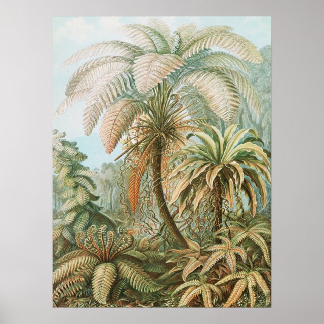 Ferns, Filicinae Laubfarne by Ernst Haeckel Poster (Front)