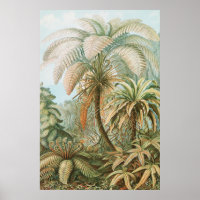 Ferns, Filicinae Laubfarne by Ernst Haeckel