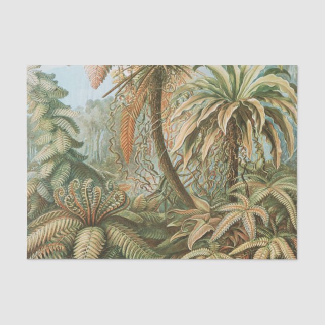 Ferns, Filicinae Laubfarne by Ernst Haeckel Tissue Paper (Front)