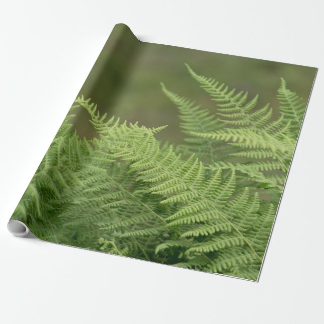 ferns green wrapping paper (Unrolled)