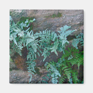 Ferns in Philadelphia Magnet