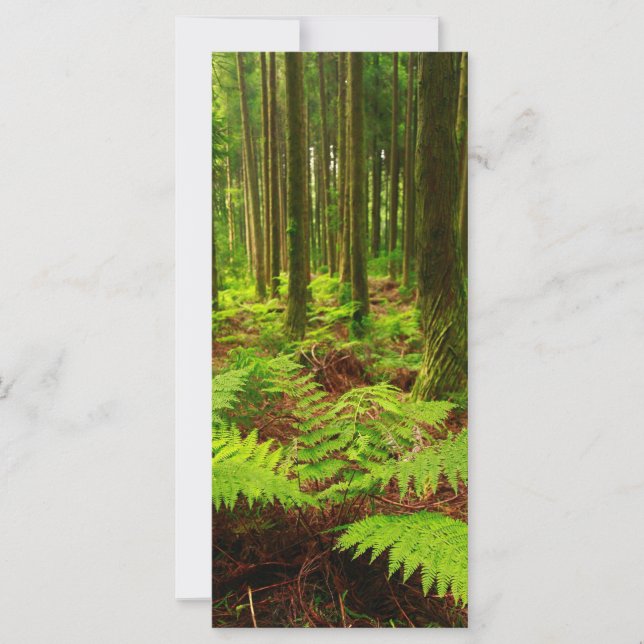 Ferns in the forest (Front)