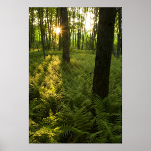Ferns in the forest in Grafton, Massachusetts. Poster
