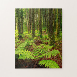 Ferns in the forest jigsaw puzzle