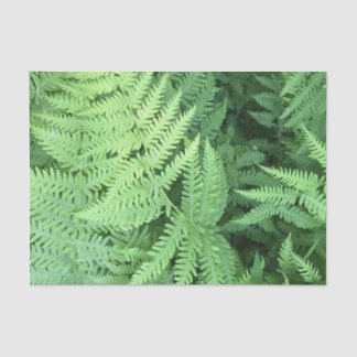 Ferns in the forest tissue paper