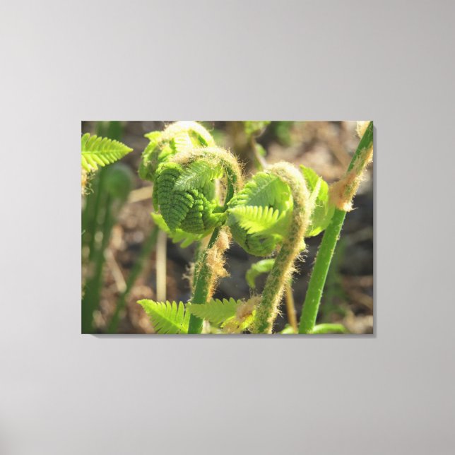 Ferns Just Waking Up Canvas Print (Front)